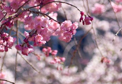 Low angle view of pink cherry blossom blooming outdoors