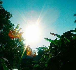 Sun shining through trees