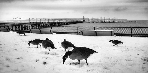 Canada geese on snow covered field by sea against cloudy sky