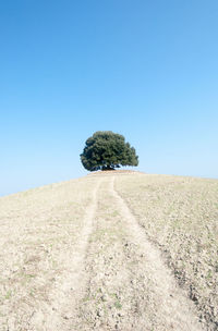 Trees on field against clear blue sky