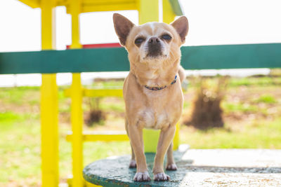 Portrait of a dog