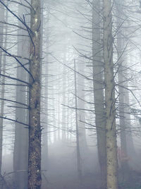 Trees in forest