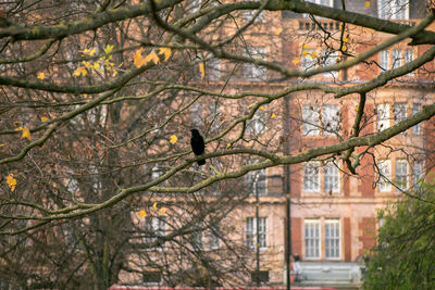 Low angle view of bird perching on tree