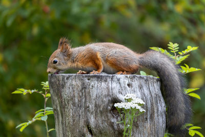 Close-up of red squirrel on tree stump