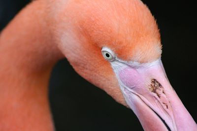 Close-up of a bird