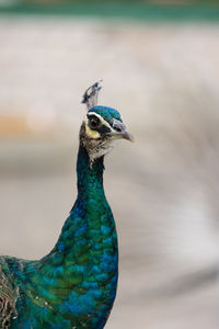 Blue peacock close up