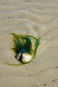 High angle view of fish on beach