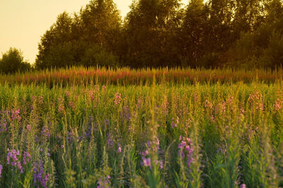 Purple flowering plants on field