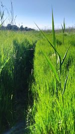 Scenic view of farm against sky