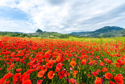 Red flowering plants on field against sky