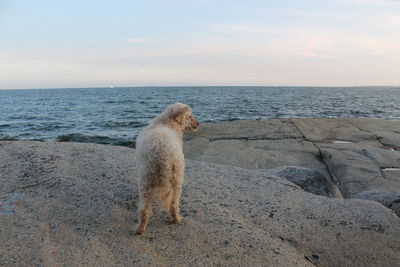 View of an animal on beach