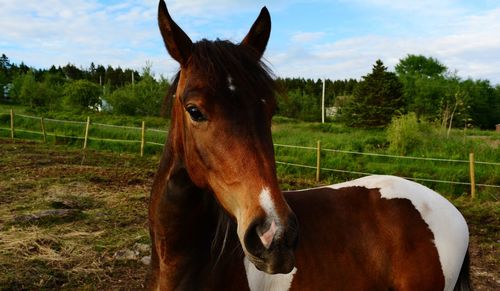 Horse in ranch