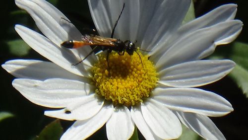 Close-up of insect on daisy