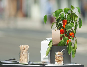 Close-up of potted plant on table