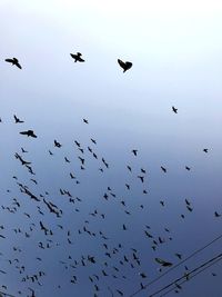 Low angle view of birds flying in the sky