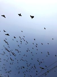 Low angle view of birds flying in the sky