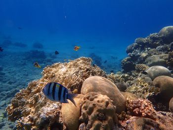 Fish swimming in sea