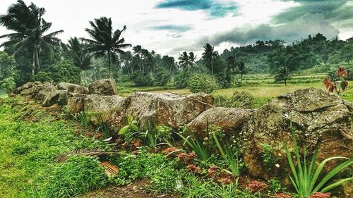 Scenic view of farm against sky