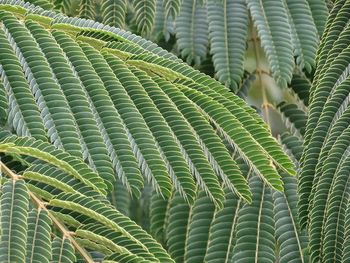 Close-up of palm tree leaves