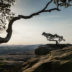 Tree on rock against sky