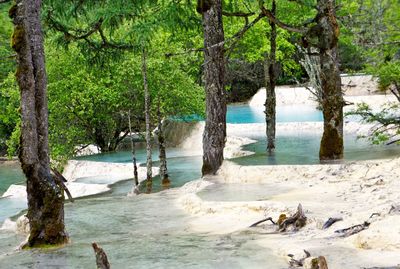 Scenic view of trees by river