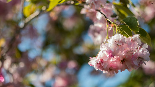 Close-up of pink cherry blossoms