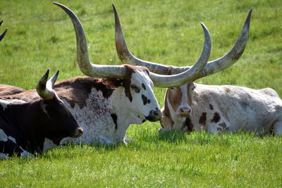 Cows in a field