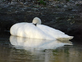 Swan swimming in lake