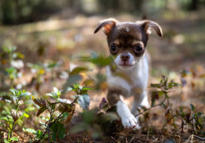 Portrait of dog