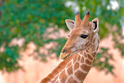 Close-up of giraffe