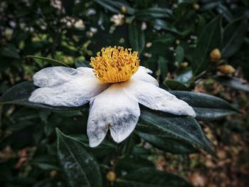 Close-up of flower blooming outdoors