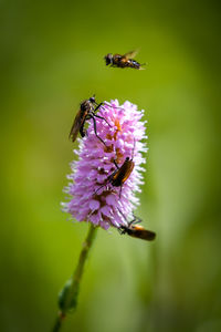 Close-up of bee pollinating on purple flower