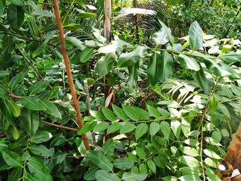 Close-up of green plants on field