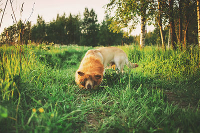 View of a dog on field