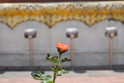 Close-up of red flowering plant