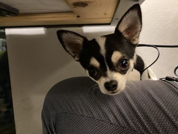 Portrait of dog at home