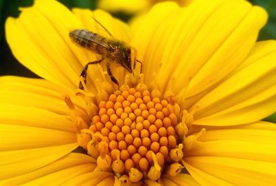 Close-up of insect on yellow flower