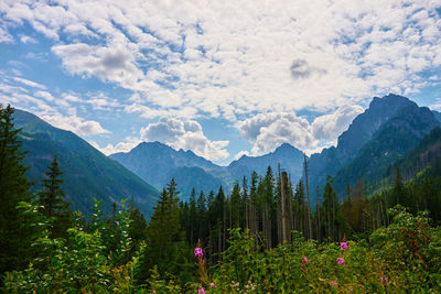 Amazing view on mountains range near forest trees at summer day. tatra national park in poland