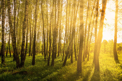 Trees in forest