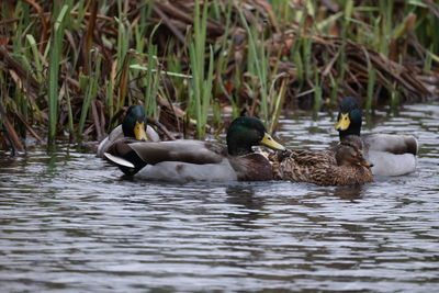 Ducks swimming in lake