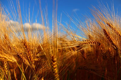 Panoramic view of grassy field against cloudy sky