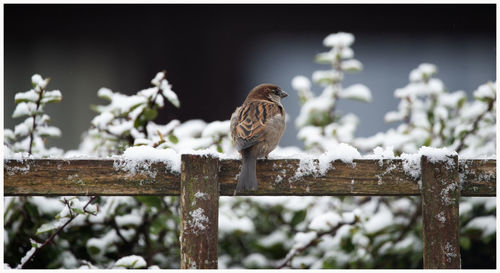 Bird perching on a branch