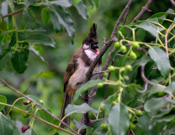 Bulbul enjoying her fruit