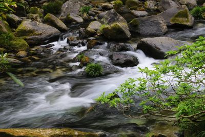 Scenic view of stream flowing through rocks in forest