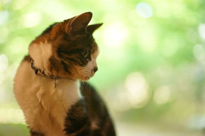 Close-up of cat