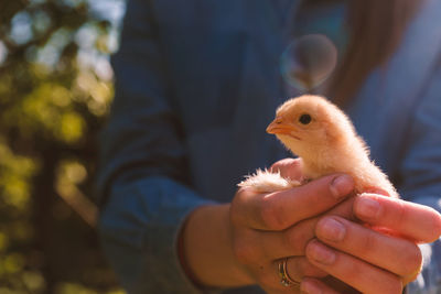 Close-up of hand holding bird