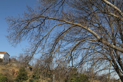 Low angle view of bare trees against clear sky