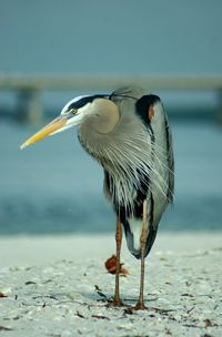 View of a bird on beach