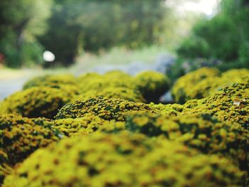 Close-up of yellow moss on rock