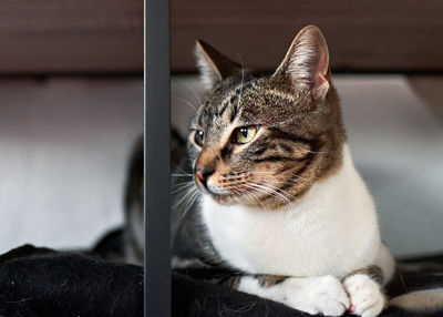 Close-up of a cat looking away